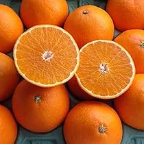 576愛果 まどんな 訳あり 10kg (紅まどんな) Amazon.co.jp: まどんな 訳あり 10kg 紅まどんな と同品種 愛媛